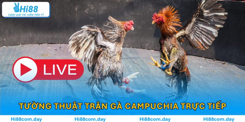 Bình luận viên tường thuật trận gà Campuchia trực tiếp trên Hi88, nơi ngôn ngữ và cảm xúc hòa làm một