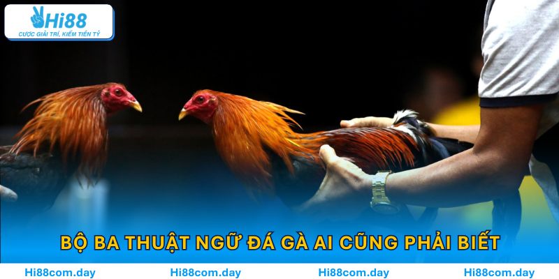 Bộ Ba Thuật Ngữ Đá Gà Ai Cũng Phải Biết